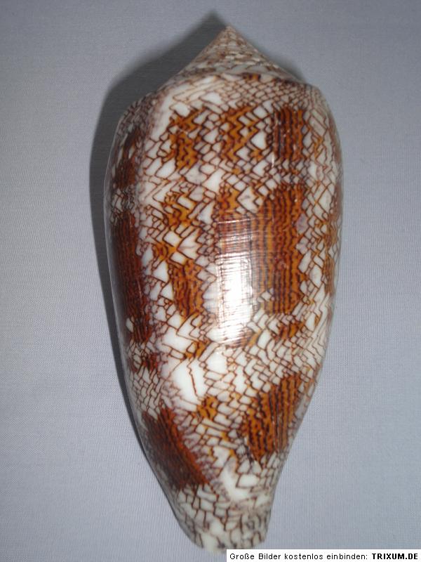 HUGE Conus textile, 118mm length  