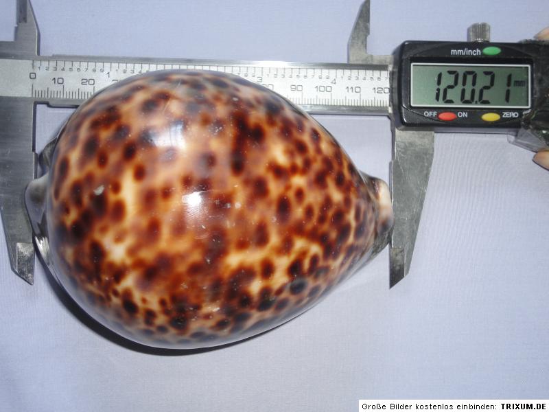 Large Cypraea Tigris, 120.21 length  